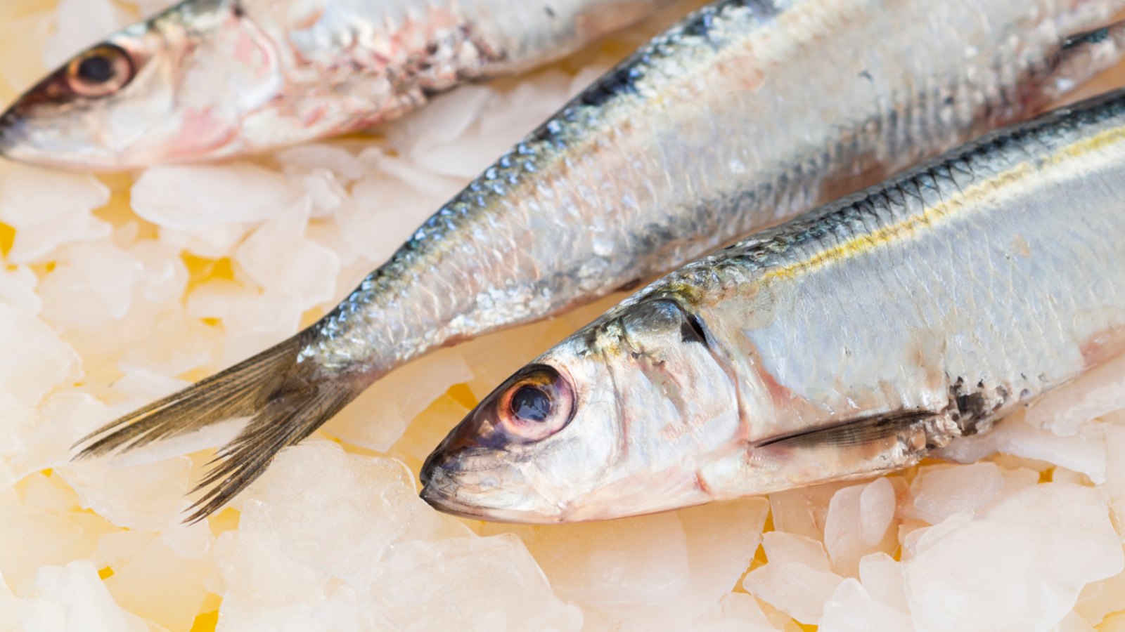 Sardines fraîches sur glace : le poisson de mer à inscrire sur la liste de courses