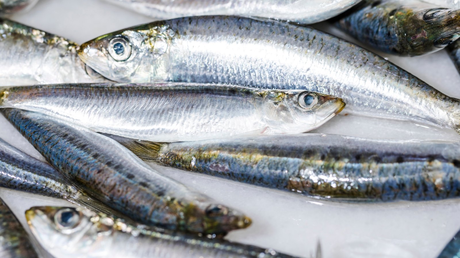 Sardines fraîches sur glace, premier poste du rayon protéines